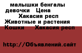 малышки бенгалы   девочки › Цена ­ 10 000 - Хакасия респ. Животные и растения » Кошки   . Хакасия респ.